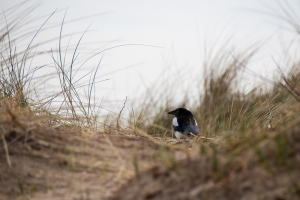 Pie dans les dunes